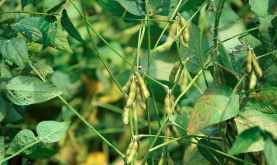 2018年8月28日美国密苏里州，一农场种植的大豆作物。