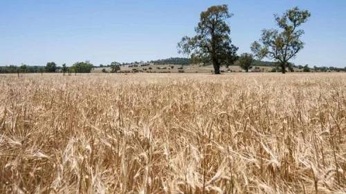 澳大利亚大麦（图片源自澳媒）